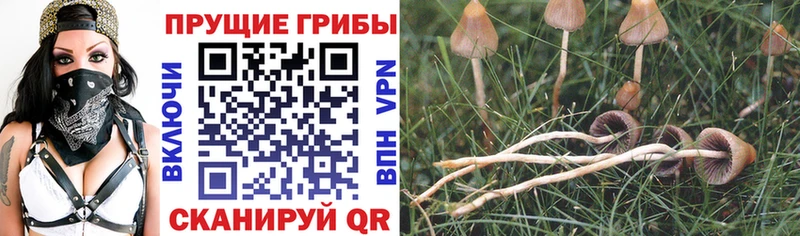Купить где  Томмот  Галлюциногенные грибы ЛСД 